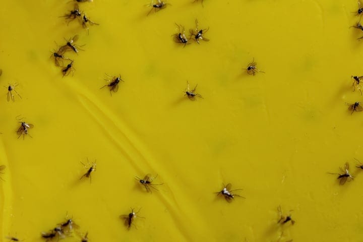 use sticky traps for fungus gnats