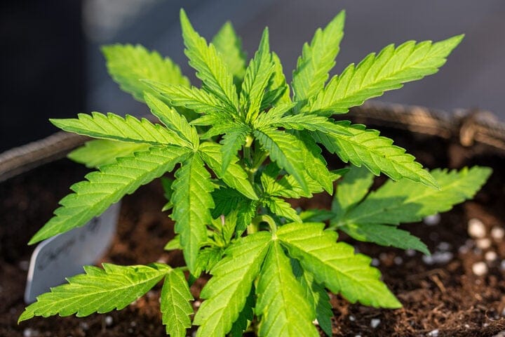 how to feed young autoflowers