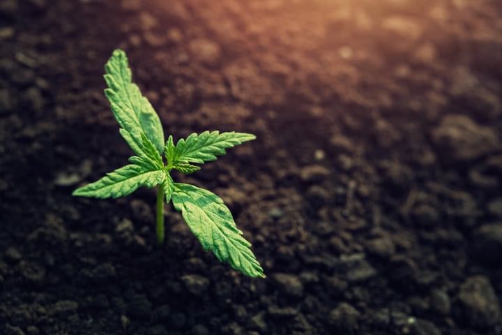 canabis seedling stage
