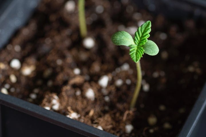 how long does cannabis seedling stage last