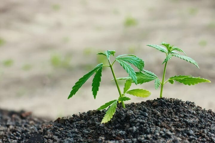 what is the seedling stage of cannabis growth